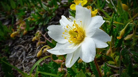 Eine Silberwurz in den Gailtaler Alpen